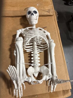 36" Posable Skeleton Halloween Decorative Mannequin - Hyde and EEK! Boutique™: Realistic, Movable Joints — Big Savings Outlet Mesa AZ