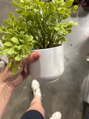 Artificial Boxwood Plant - Threshold™: Indoor Faux Greenery, Melamine Pot, Tabletop Decor, 4.3" Height — Big Savings Outlet Mesa AZ